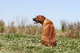 RHODESIAN RIDGEBACK